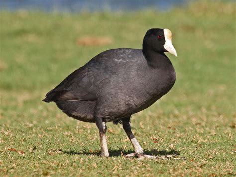 coot meaning|types of coots.